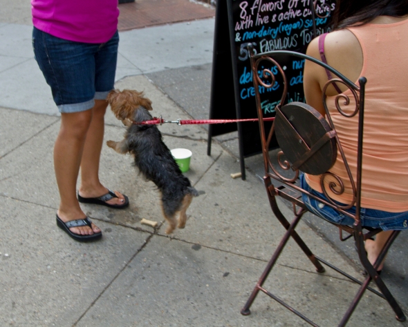 Dog in flight outside of Princeton NJ yogurt cafe.
